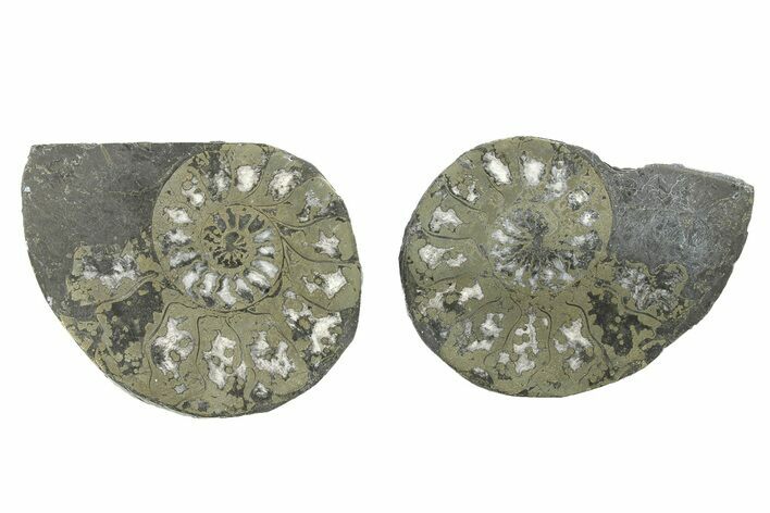 Pyritized Cut Ammonite Fossil Pair - Morocco #276649